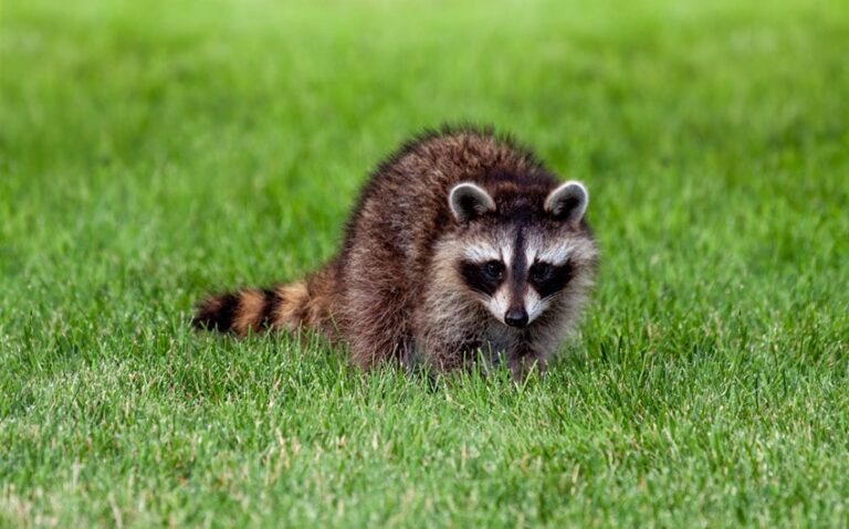 What Does It Mean If You See a Raccoon During the Day?