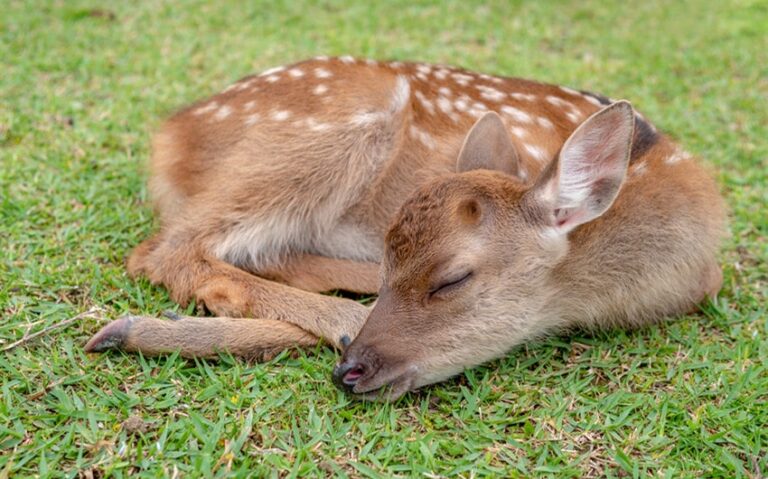 Where Do Deer Sleep? The Hidden Habits of a Wild Creature