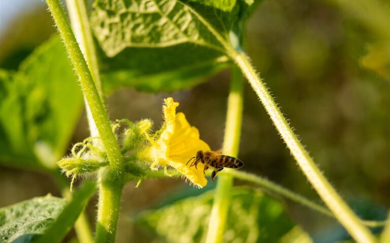 Bees Attracted to Me Spiritual Meaning: What It Means When Bees Keep Visiting You