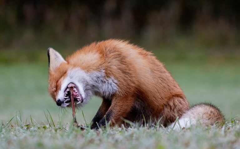 Do Foxes Eat Cats? What You Should Know About Fox and Cat Encounters