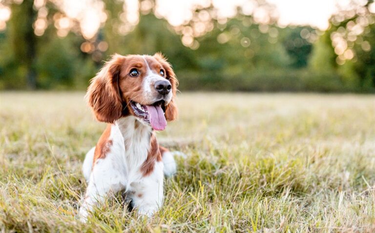 How Long Is One Day to a Dog and What That Means for You