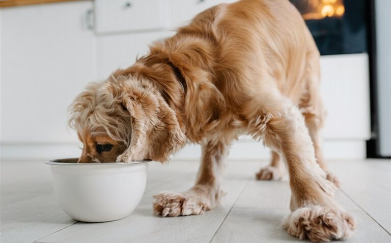 Is It Cruel to Feed a Dog Once a Day or Just Misunderstood?
