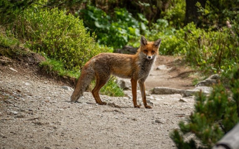 What Does Seeing a Fox Mean Spiritually?